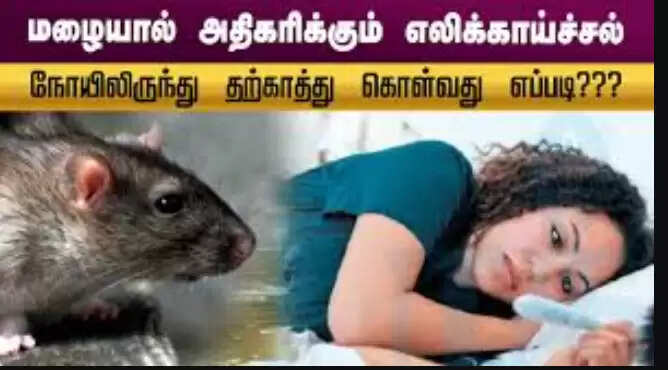 எலிக்காய்ச்சல்