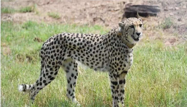 சிறுத்தை