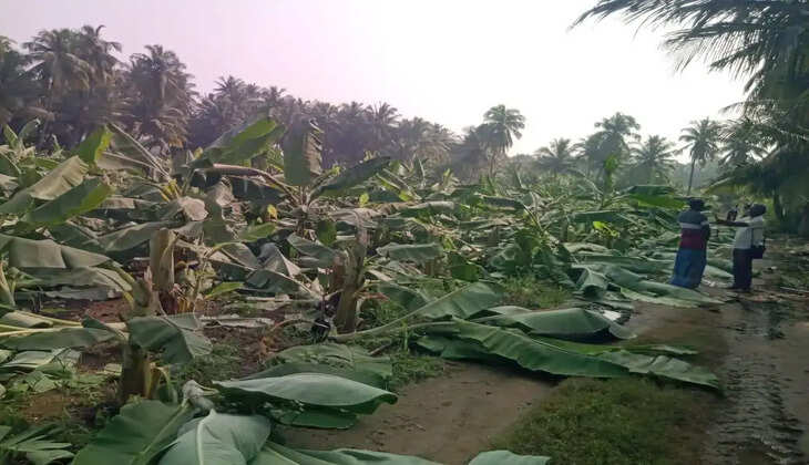 2,500 வாழை மரங்கள்