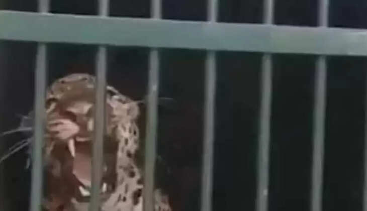 சிறுத்தை