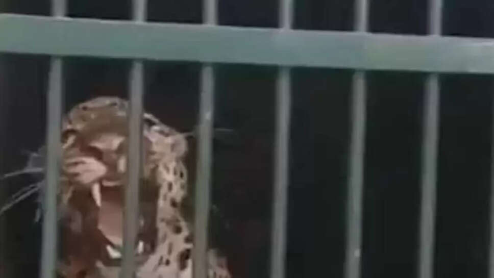 சிறுத்தை