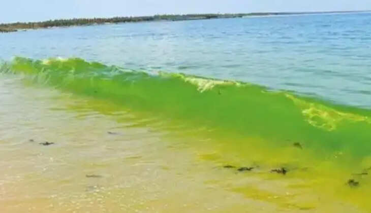 பச்சை நிறமாக மாறிய கடல்