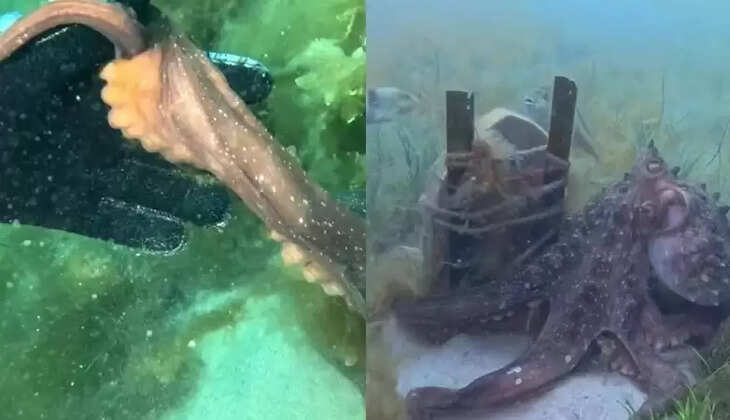 ஆக்டோபஸ் 