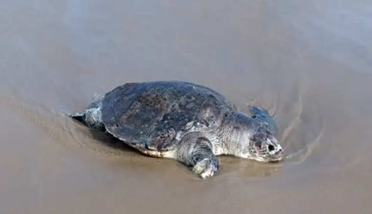 ஆலிவ் ரெட்லி ஆமை