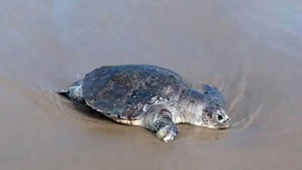 ஆலிவ் ரெட்லி ஆமை