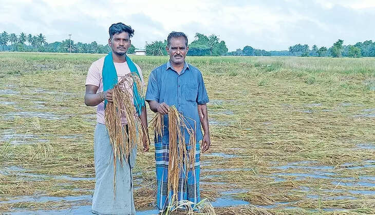 நெற்பயிர்கள்