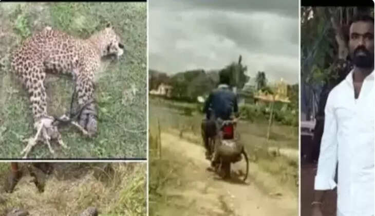 சிறுத்தை