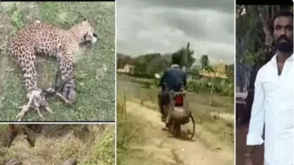 சிறுத்தை