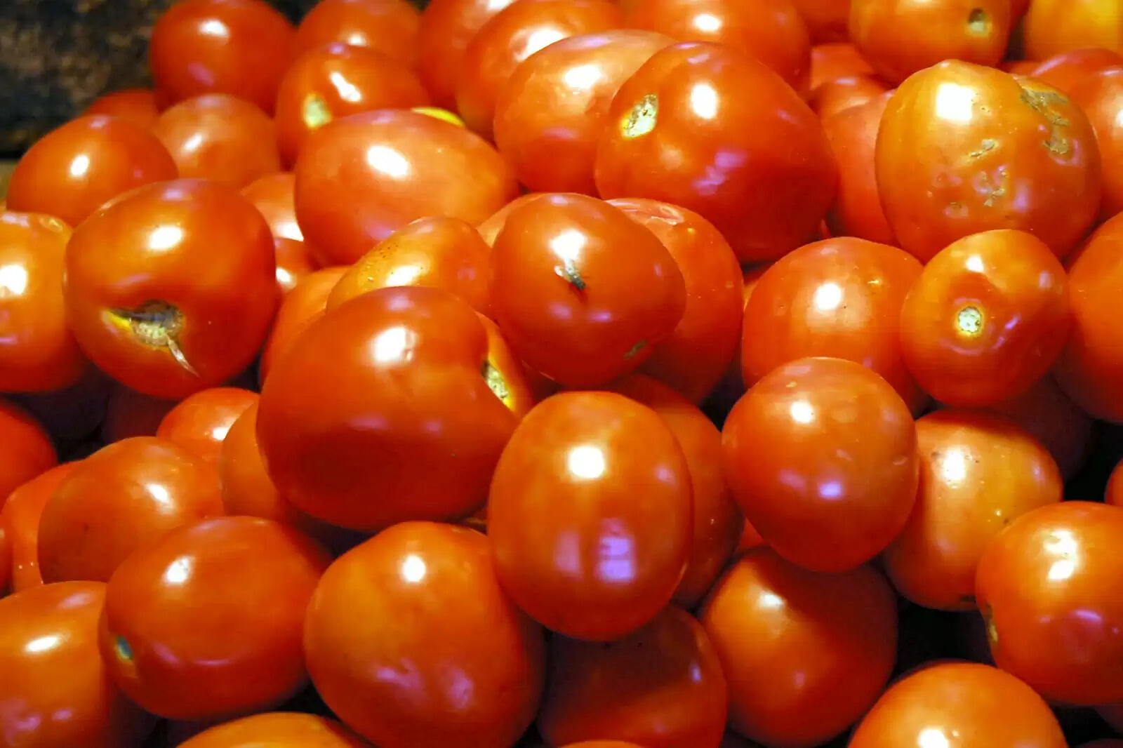 தக்காளி