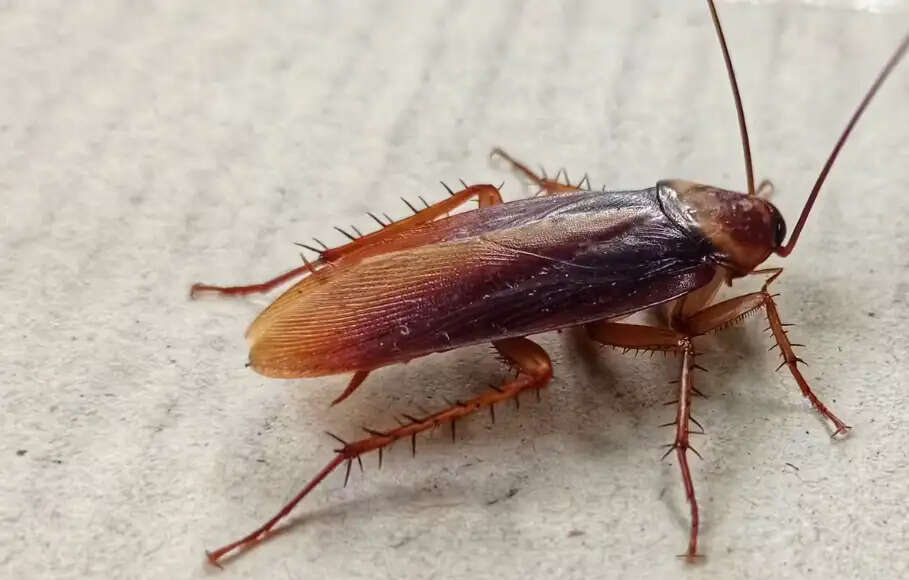 கரப்பான்