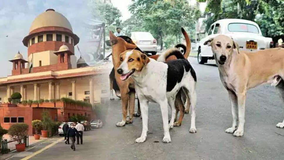 தெருநாய்