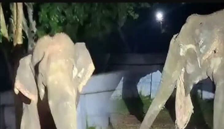 யானை