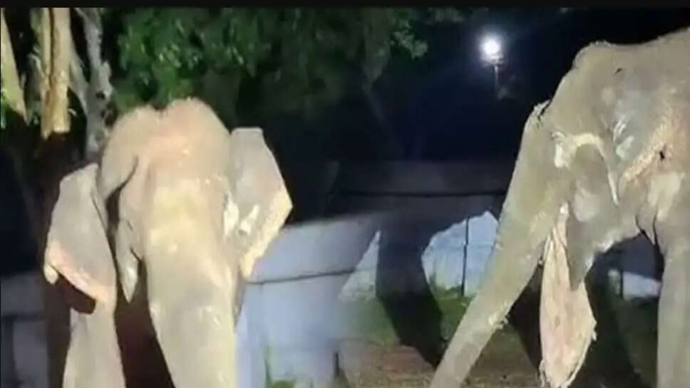 யானை