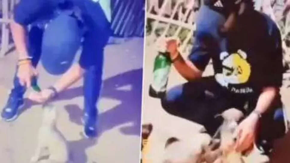  நாய்க்குட்டி பீர்