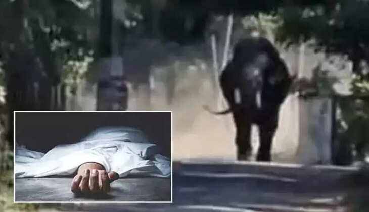 காட்டு யானை