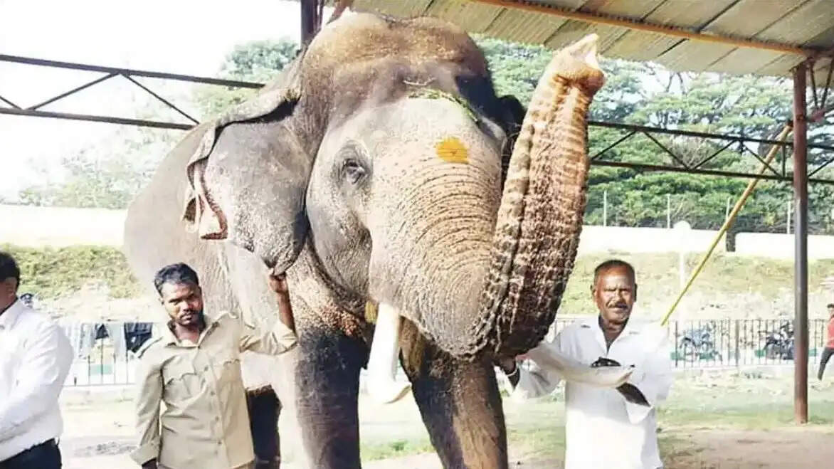 பிரசாந்தா மைசூர் தசரா யானை