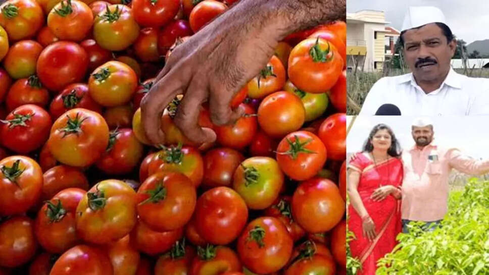 தக்காளி