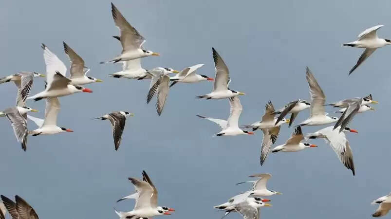 பறவைகளுக்கு தண்ணீர்