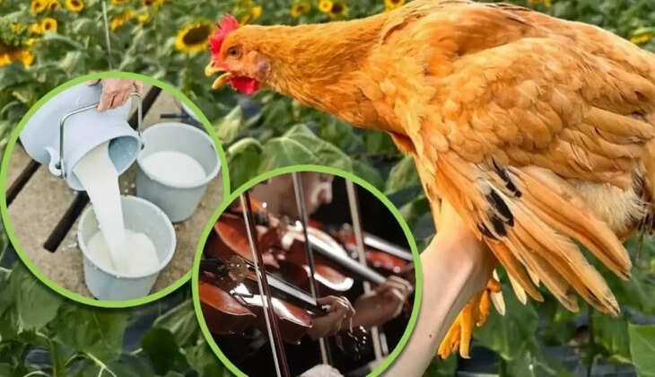 அம்மாடியோவ்... அரைக்கோழி ரூ5500/- ஆ.... பாரம்பரிய இசை கேட்டு பால் குடித்து வளர்த்த கோழி !