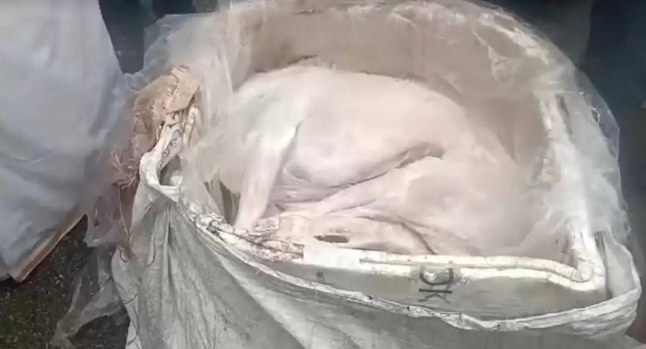 நாய் இறைச்சி