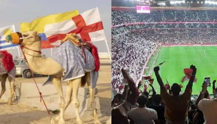 ஒட்டகக்காய்ச்சல்