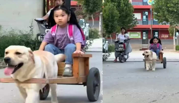 குழந்தை, நாய்