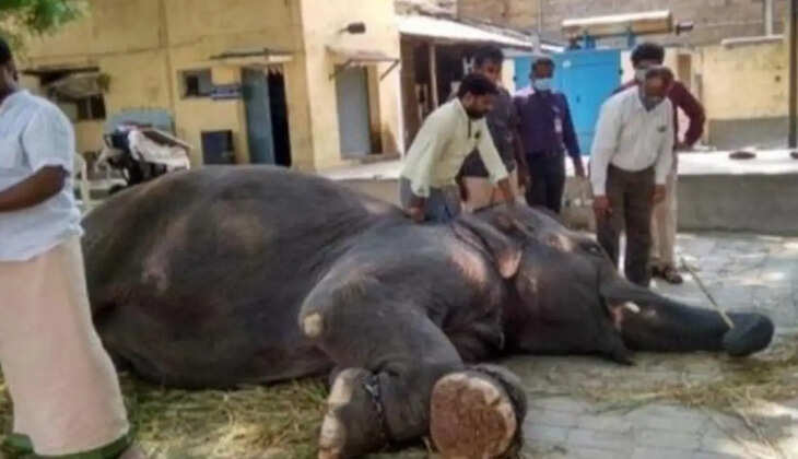 மதுரை மீனாட்சியம்மன் யானை