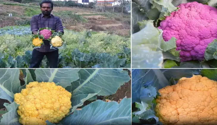 காலிபிளவர்