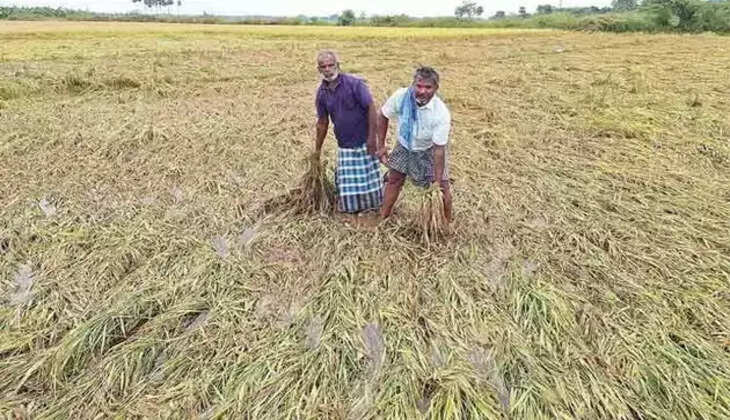 நெற்பயிர்கள் சேதம்