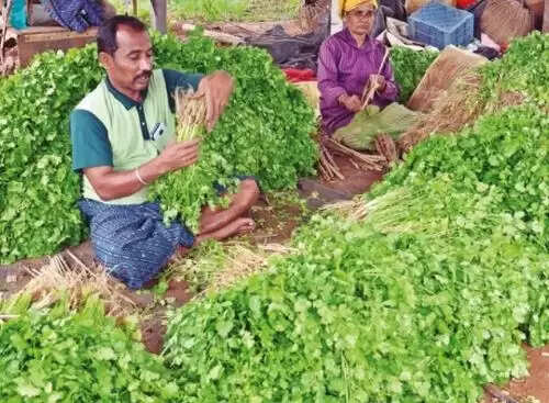 கொத்தமல்லி கீரை