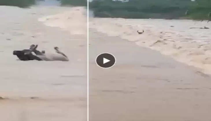 பசு மாடு