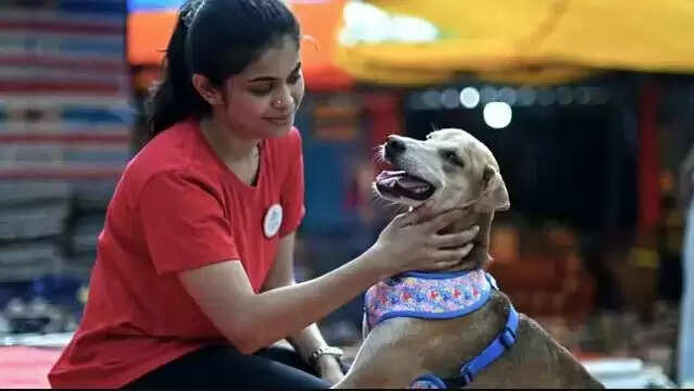 செல்லப் பிராணி வளர்ப்பு நாய்