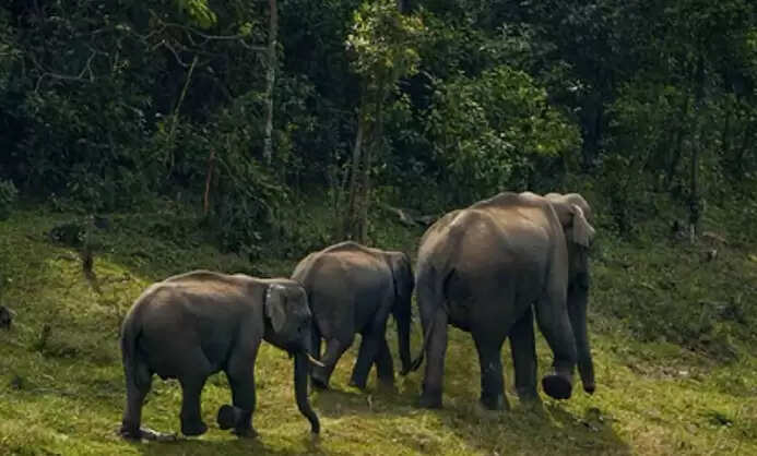 யானை