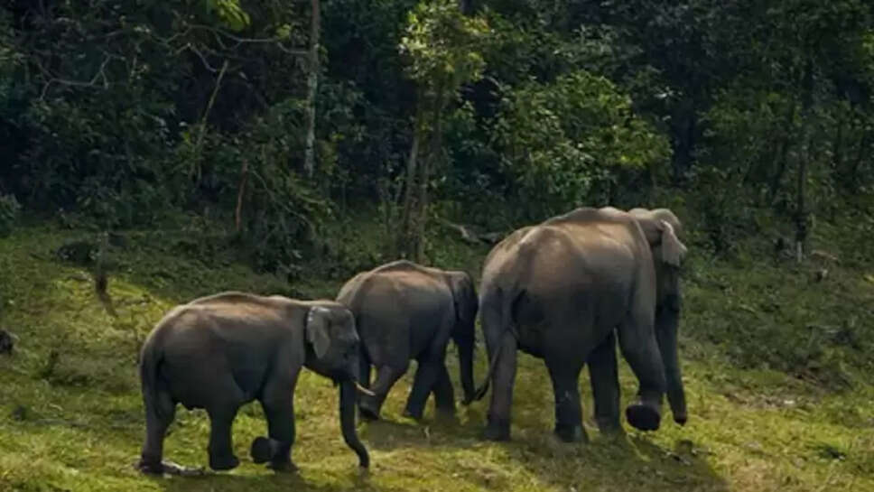 யானை