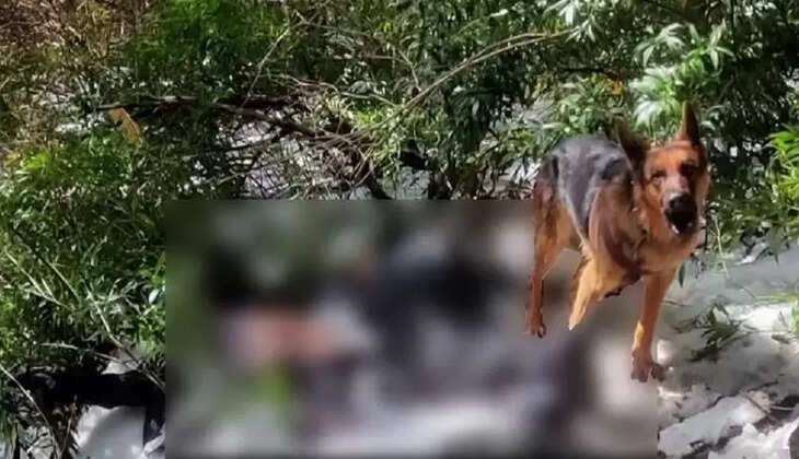 ஜெர்மன் ஷெப்பர்ட்