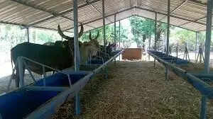 ஜல்லிக்கட்டு மாடுகள்