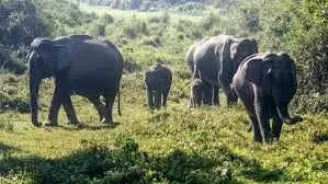 யானை