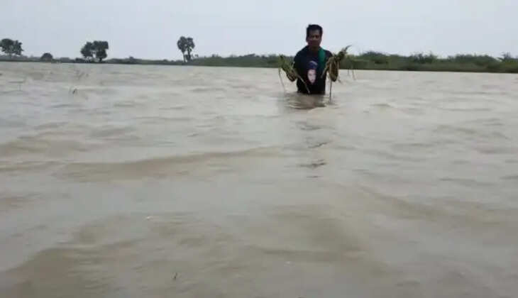 மழை நீர் வெள்ளம் பயிர் சேதம் நெல் நெற்கதிர்