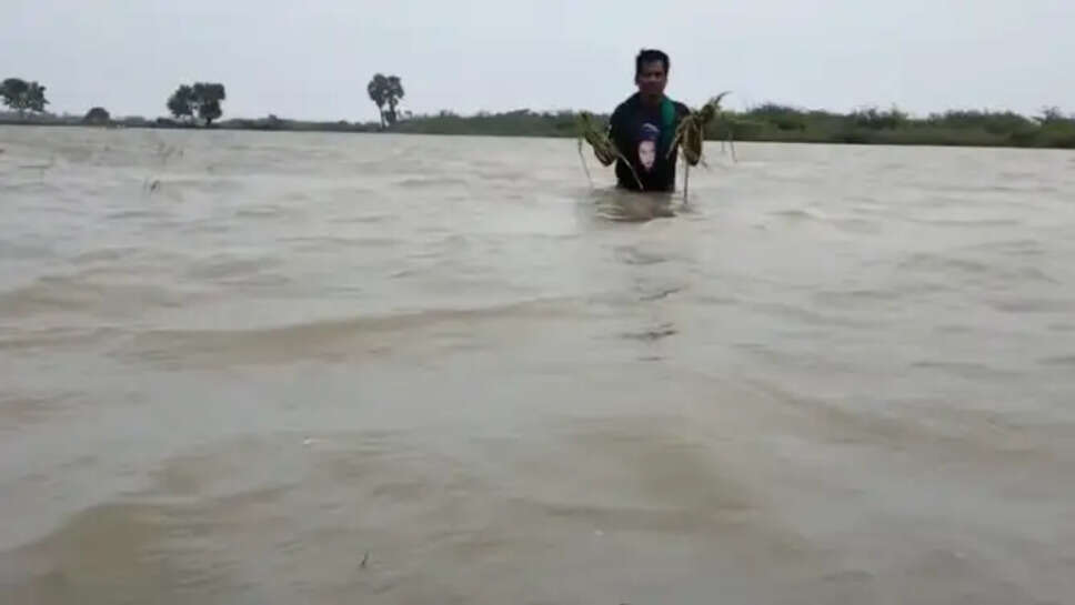 மழை நீர் வெள்ளம் பயிர் சேதம் நெல் நெற்கதிர்