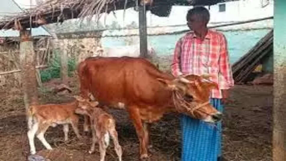 பசுமாடு, 2 கன்றுக்குட்டி