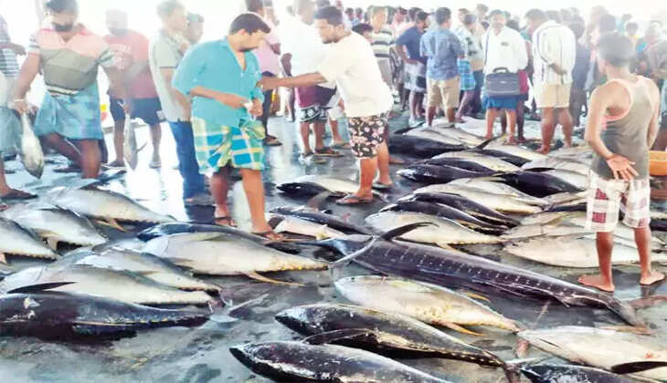 மீன் மீன்கள்