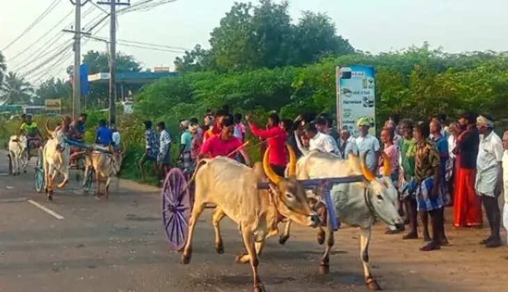 காளைகள்
