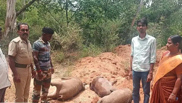 காட்டுப்பன்றி