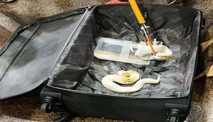 பாம்புகள் பறிமுதல்