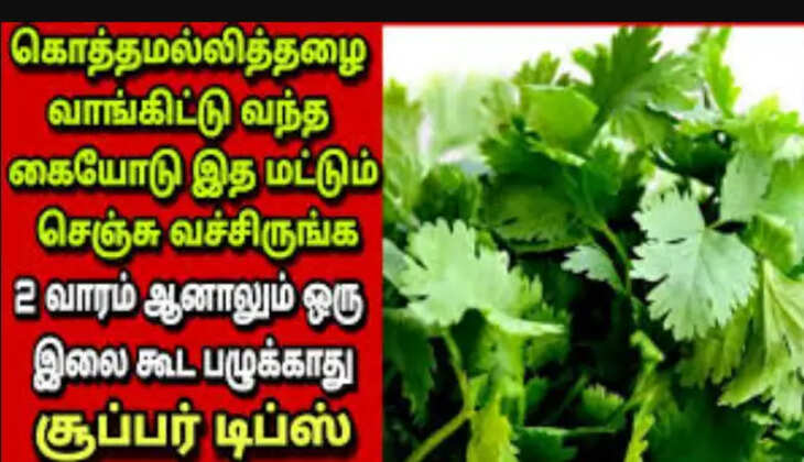 கொத்தமல்லி