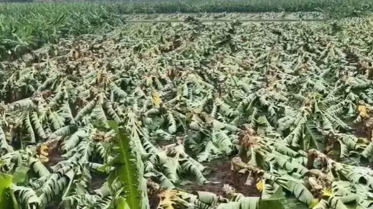 வாழைமரம்