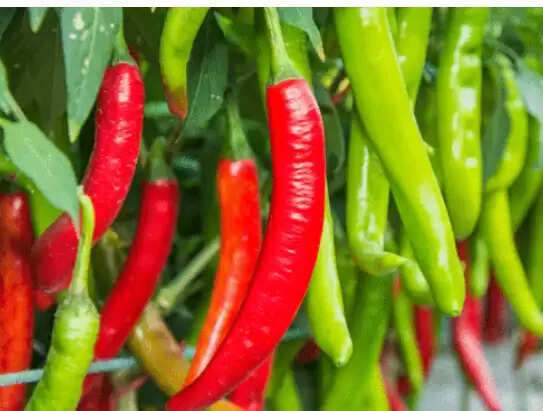 பச்சைமிளகாய்