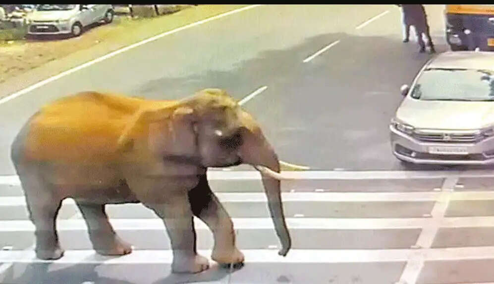 யானை