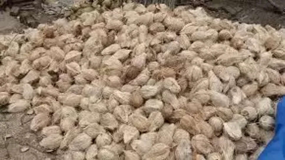 தேங்காய்