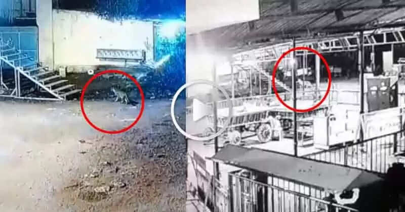 சிறுத்தை